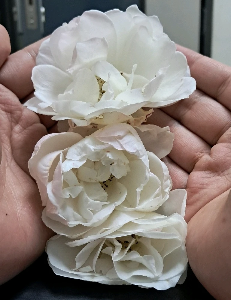 Image uploaded by Lukas