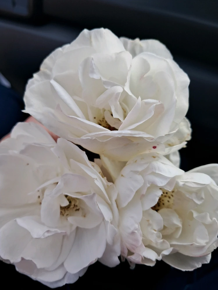 Image uploaded by Lukas