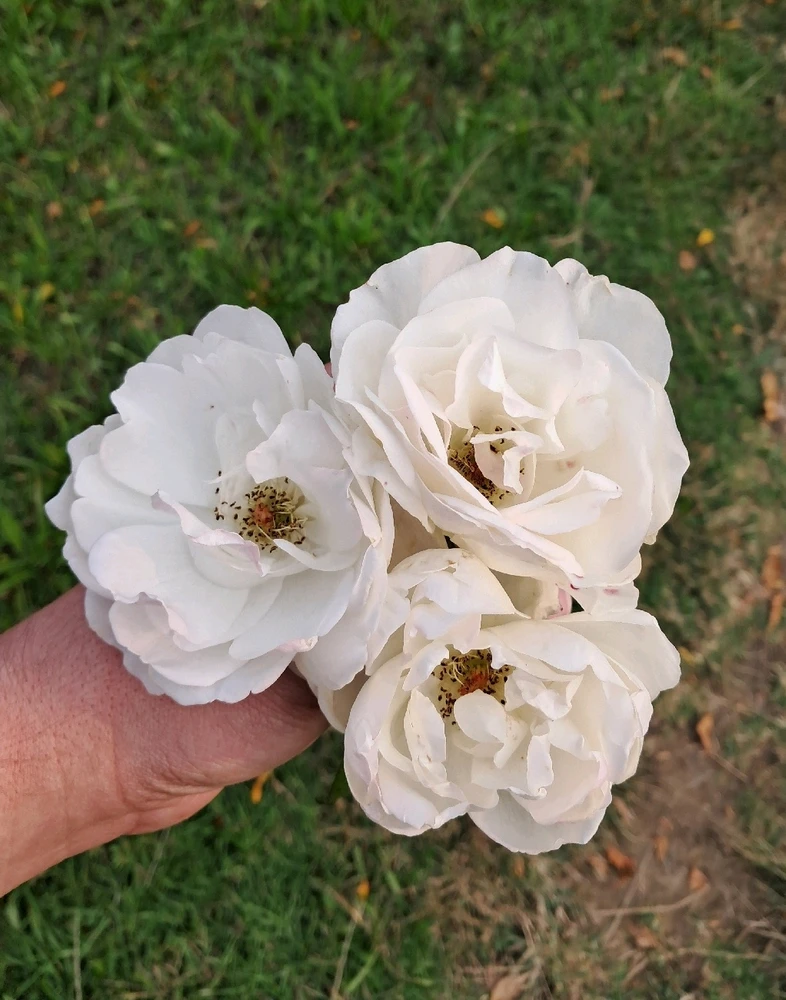 Image uploaded by Lukas