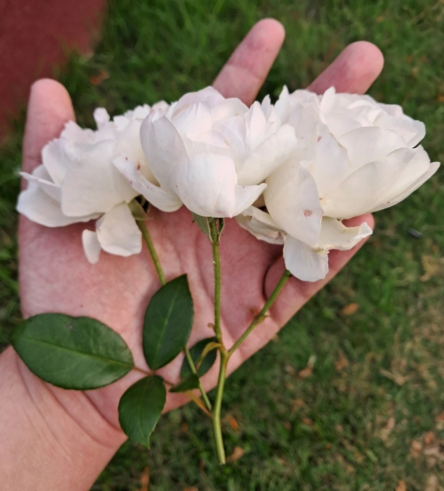 Image uploaded by Lukas