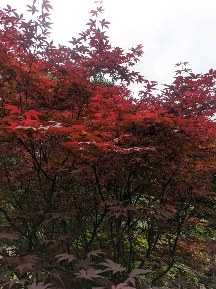 Image uploaded by Harumi 🌸