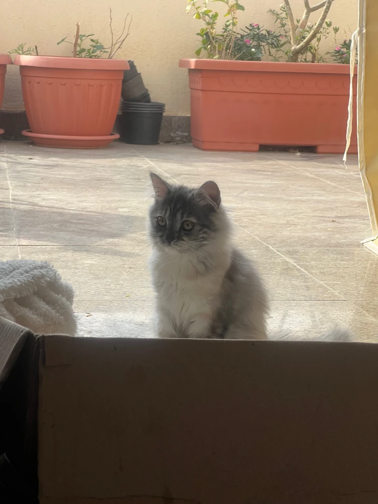 GIF opgelaai deur Sultan