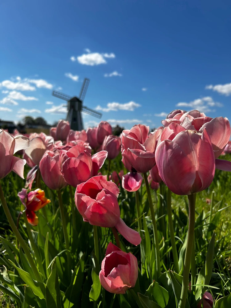 Gambar diunggah dening Shelley