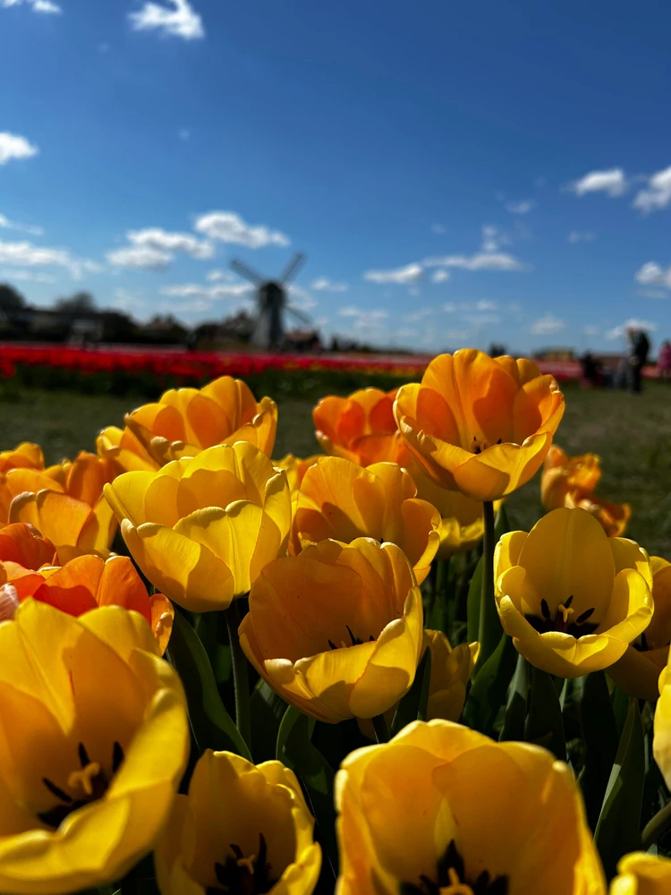 Gambar diunggah dening Shelley