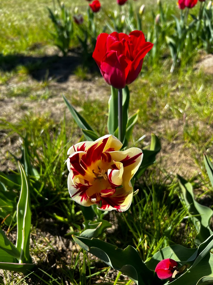 Gambar diunggah dening Shelley