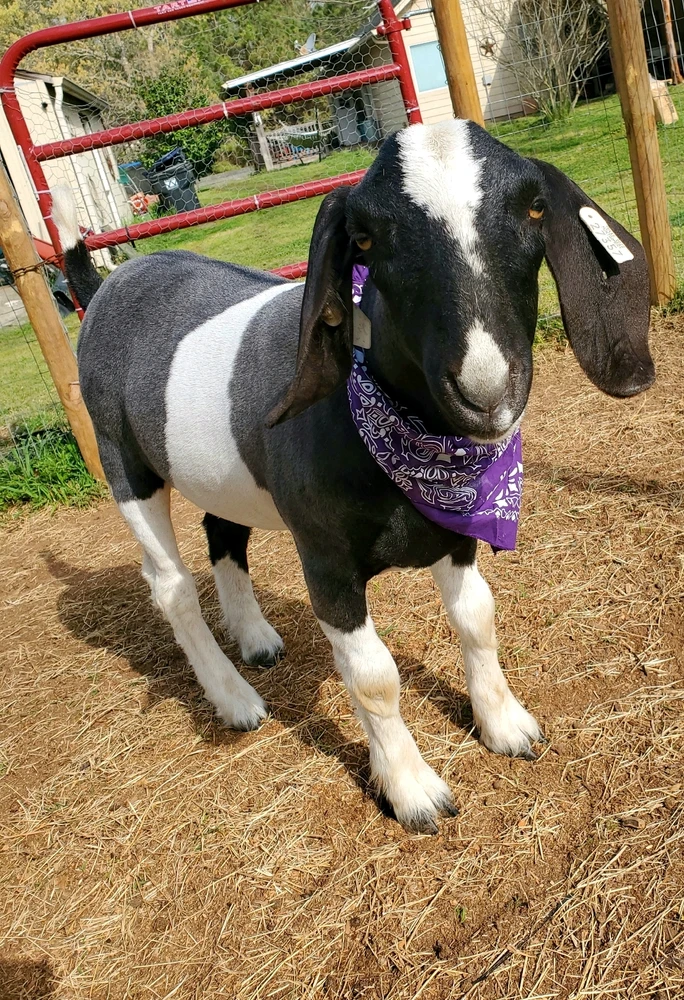 Image uploaded by Maeghan Evans