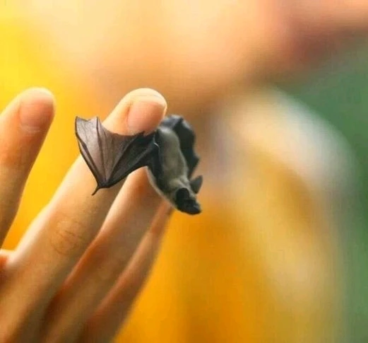 Зображення завантажив Natalia🦇