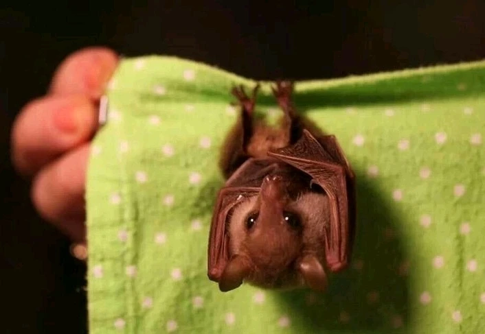 Зображення завантажив Natalia🦇