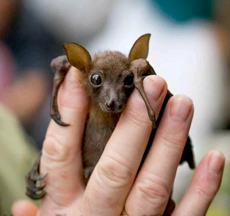 Зображення завантажив Natalia🦇