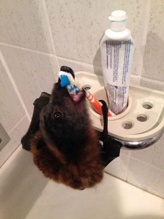 Зображення завантажив Natalia🦇