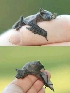 Зображення завантажив Natalia🦇