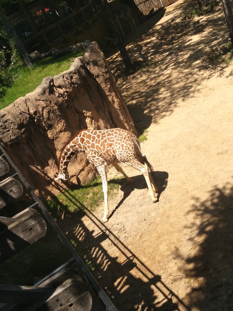 Image uploaded by Caleb Shover