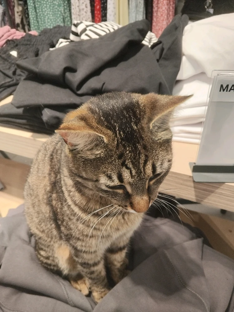 GIF otpremio/la Stefan