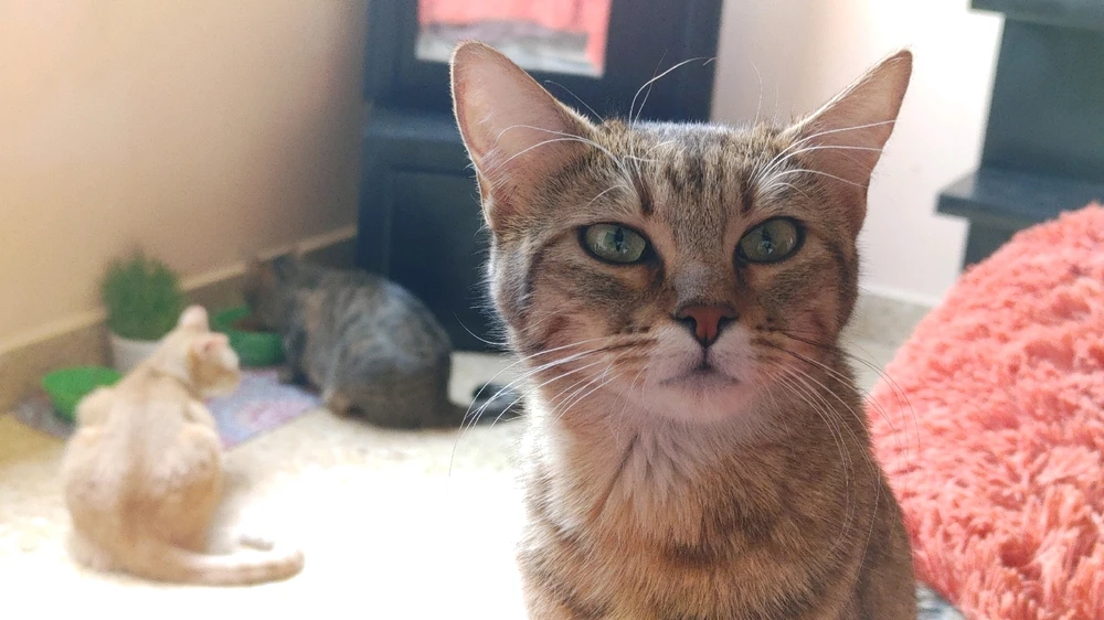 GIF uploaded by ❤ Sophia aka Mango Mami ❤️