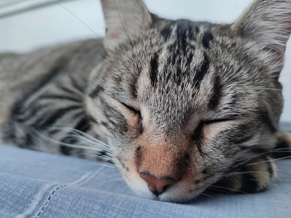 GIF subido por Draga