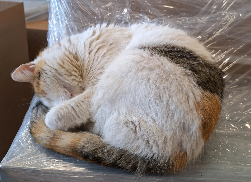 GIF caricata da Wolfen