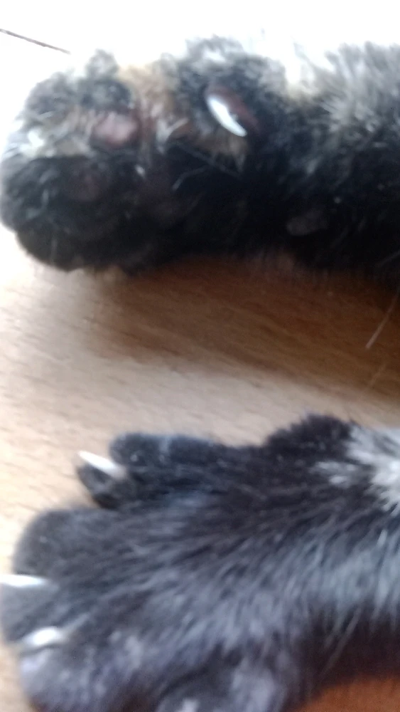 GIF hochgeladen von Harald