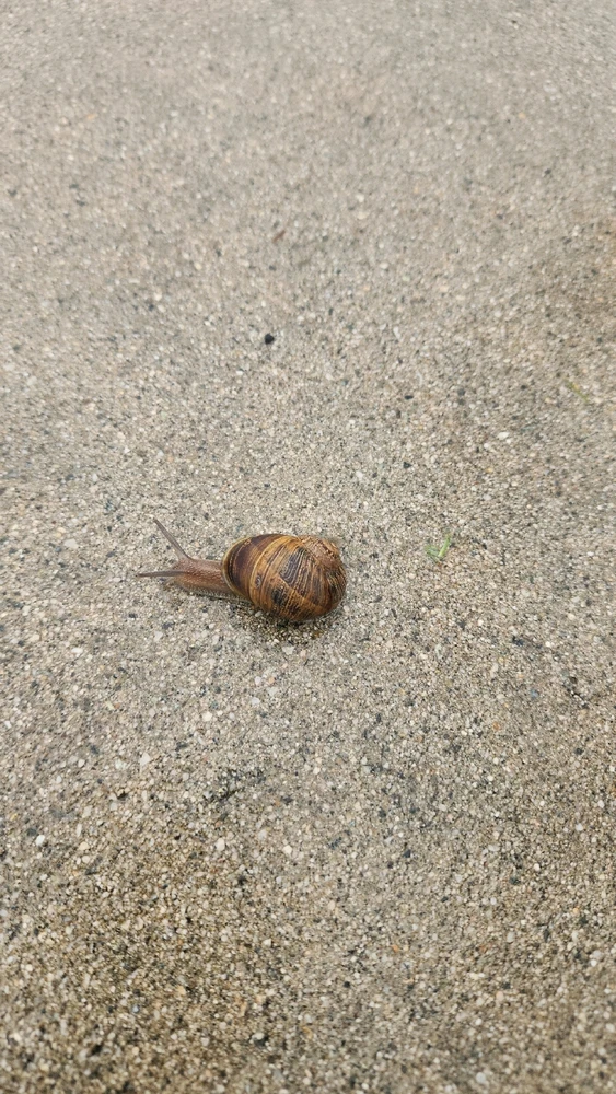 Snail i saw walking loll
