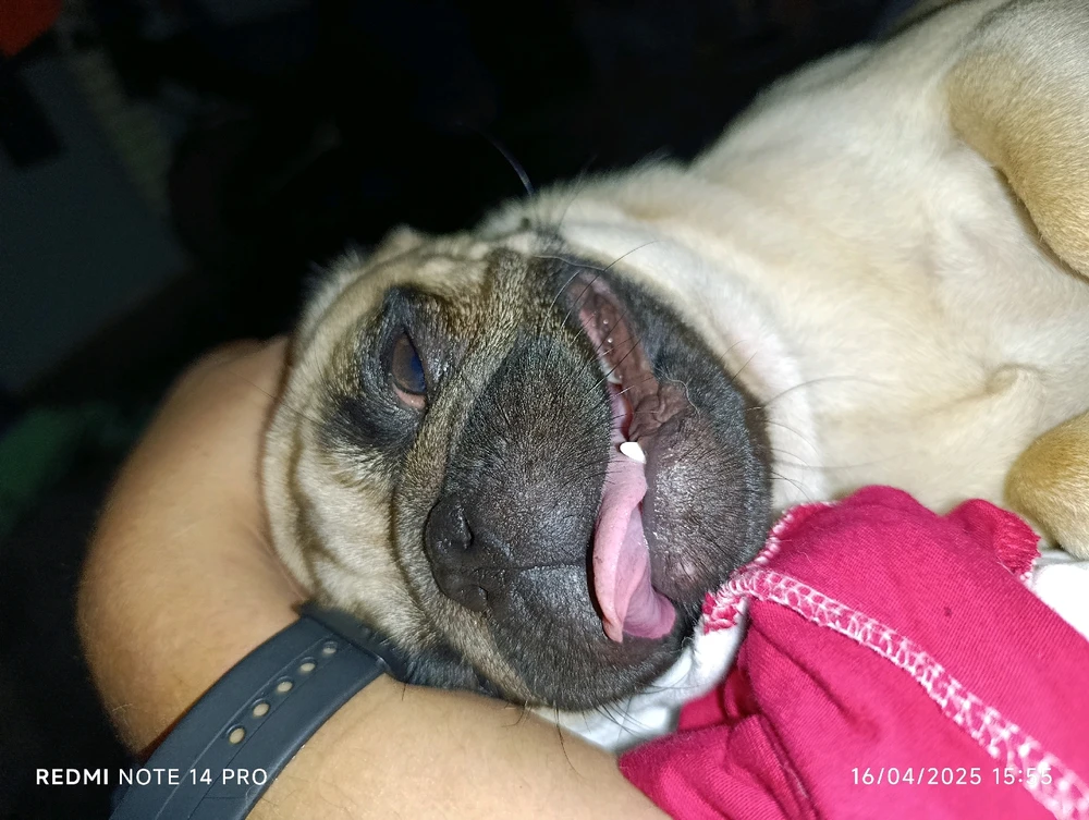 Alexis Mortiz上傳的圖片