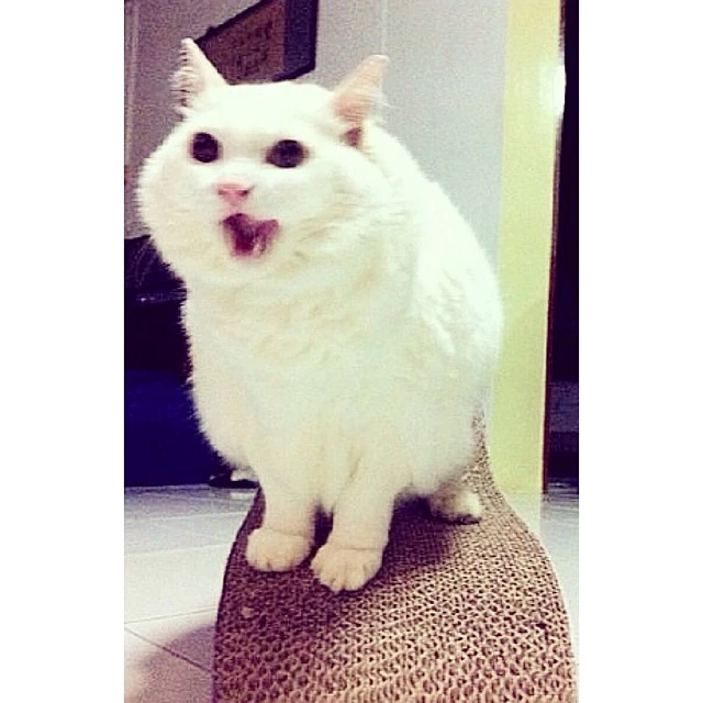 わたなべ かずきがアップロードした画像