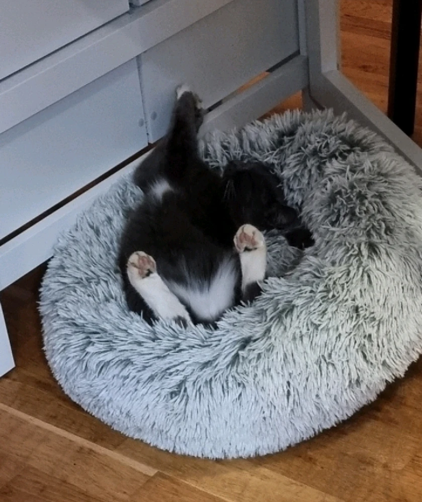 GIF uploaded by Frida