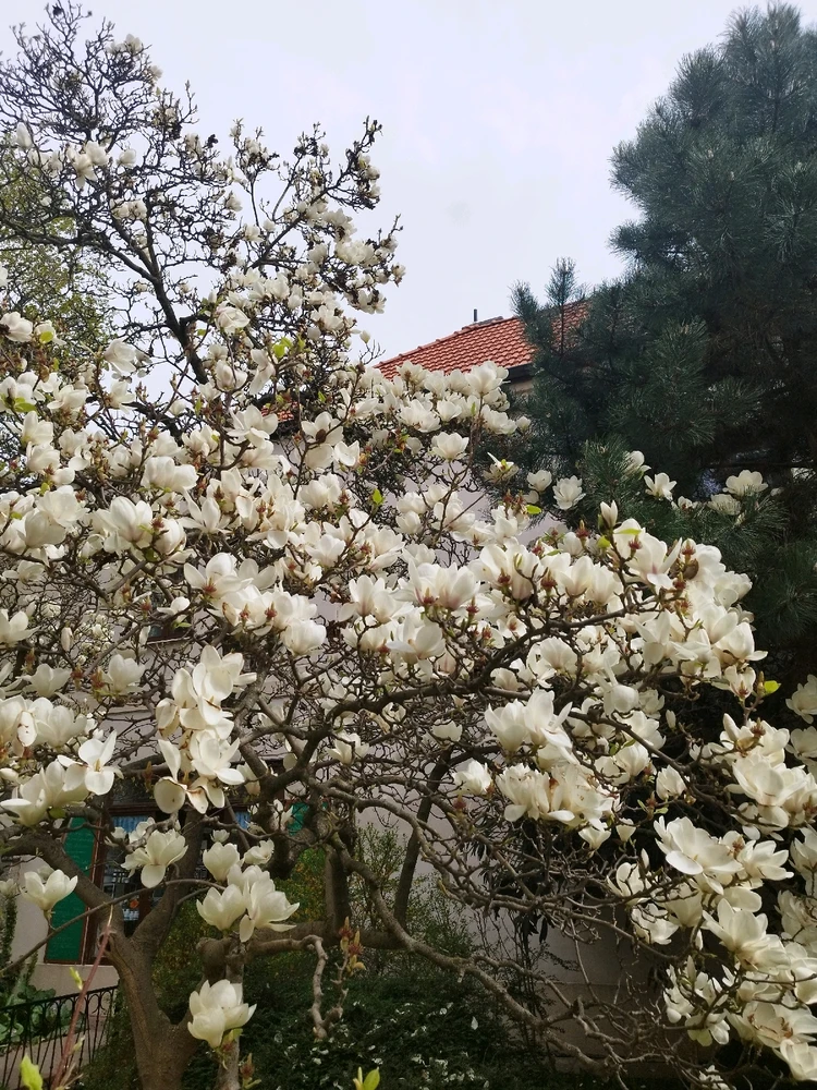 Obrázek nahrál Eliška