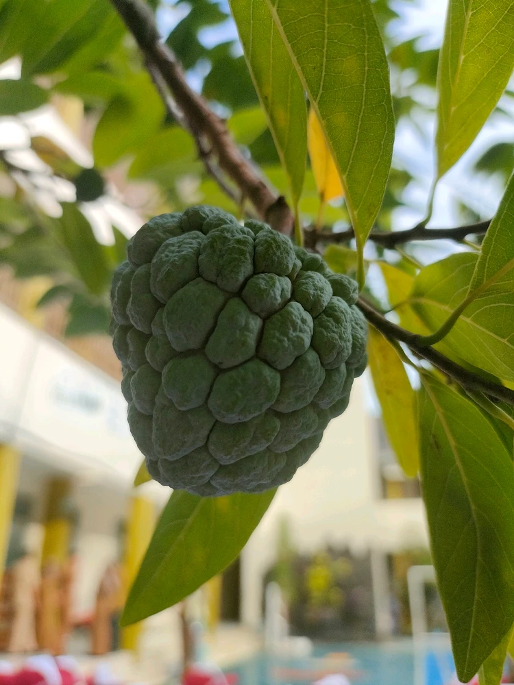 One of my favorite fruits, do you know the name of this fruit?