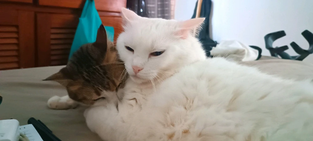 Image uploaded by Let