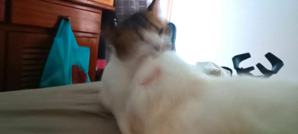 Image uploaded by Let