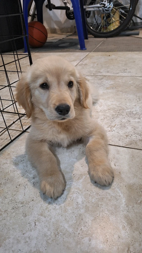 GIF enviado por Joey Hiroshi