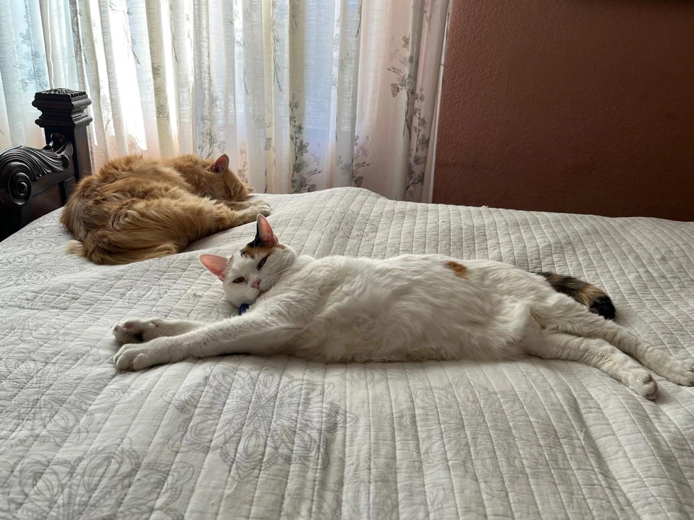 GIF diunggah dening Nazia