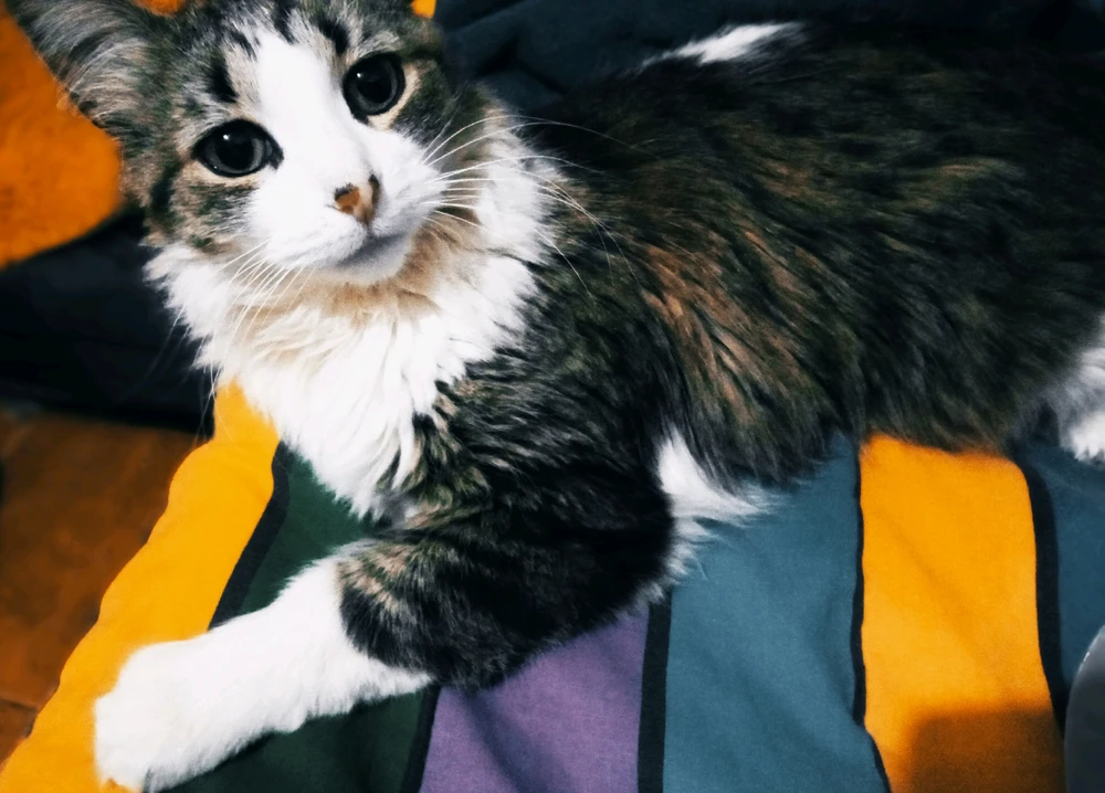 BrayanがアップロードしたGIF