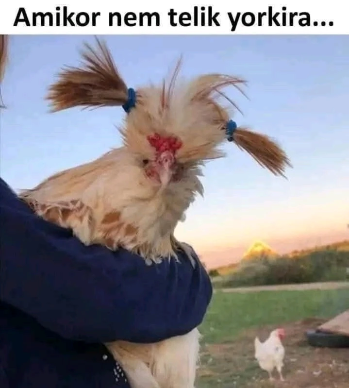 Peti által feltöltött GIF