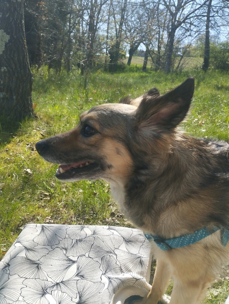 Mur des lamentations activé