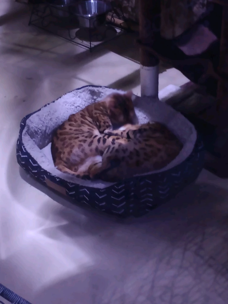 GIF uploaded by Joshua