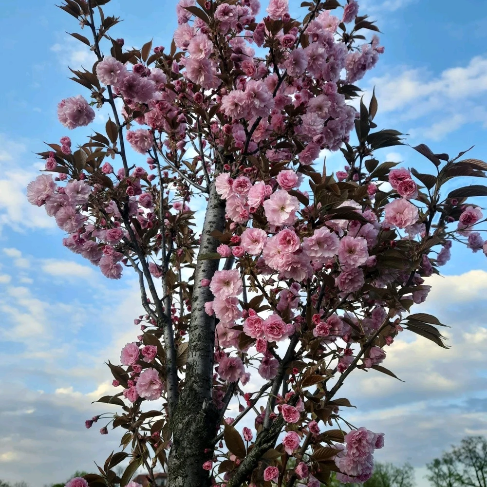 Image uploaded by Ева (Eva)