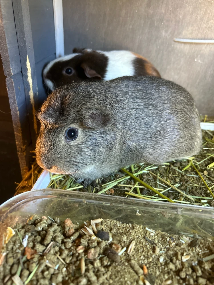 GIF diunggah dening Andrew