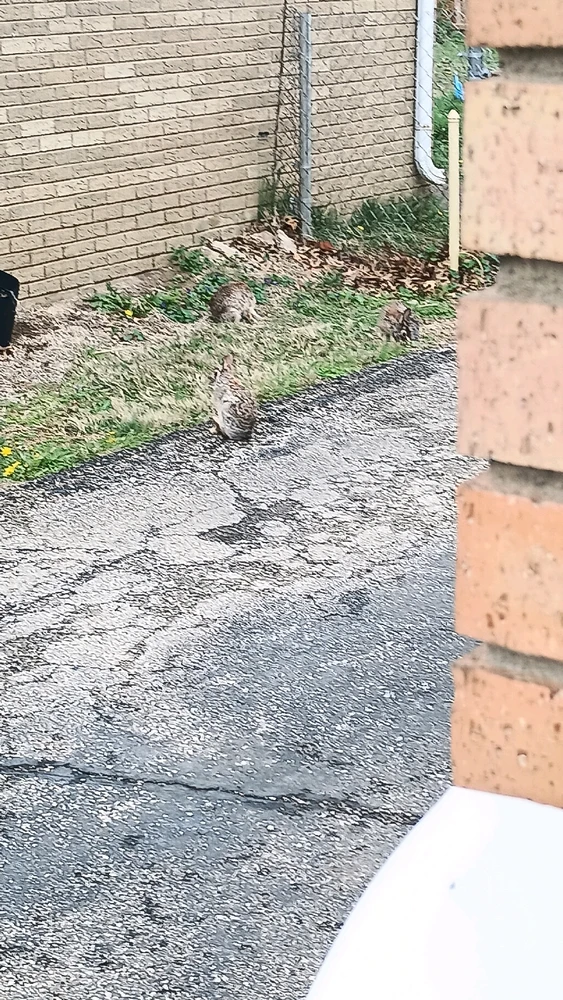 Gambar diunggah dening Reo