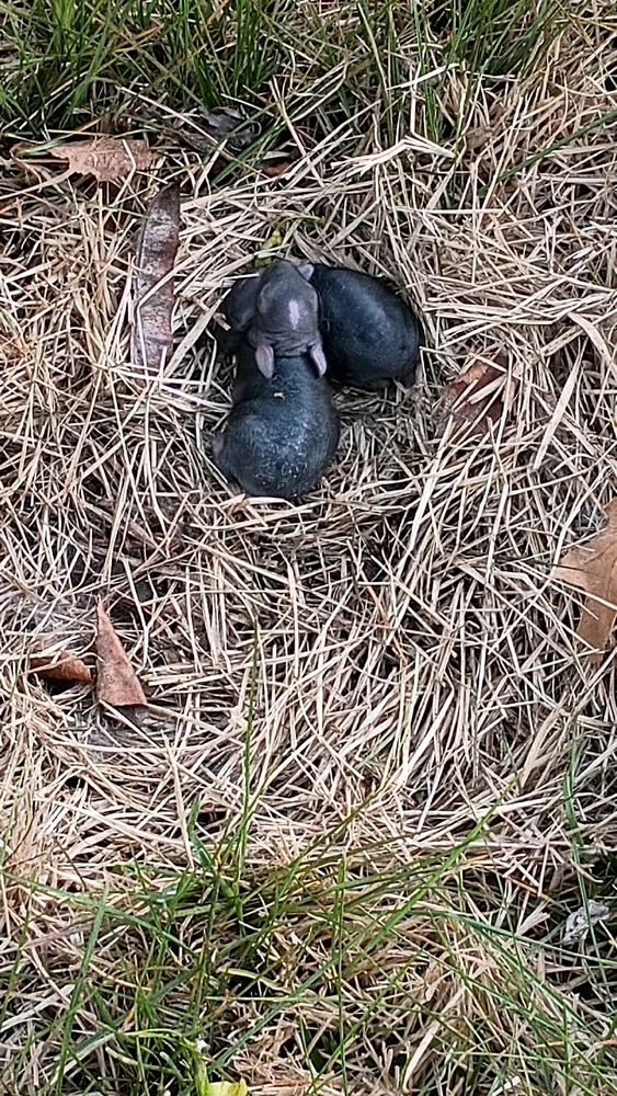 Gambar diunggah dening Reo