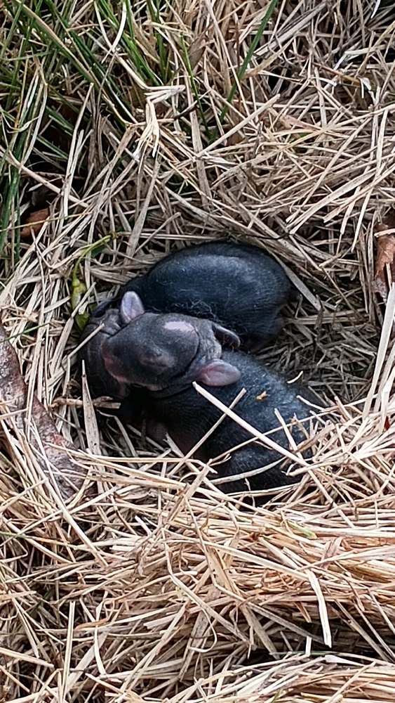 Gambar diunggah dening Reo