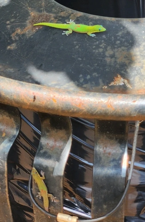 GIF uploaded by 《🌹.::Lenöré::.🌹》