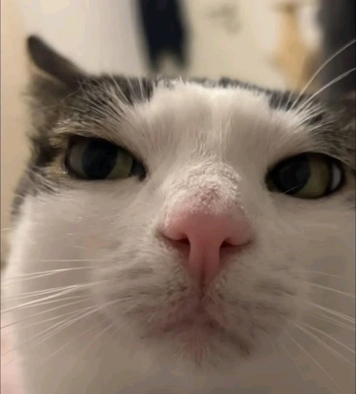 ¿Ustedes han encontrado el amor aquí?