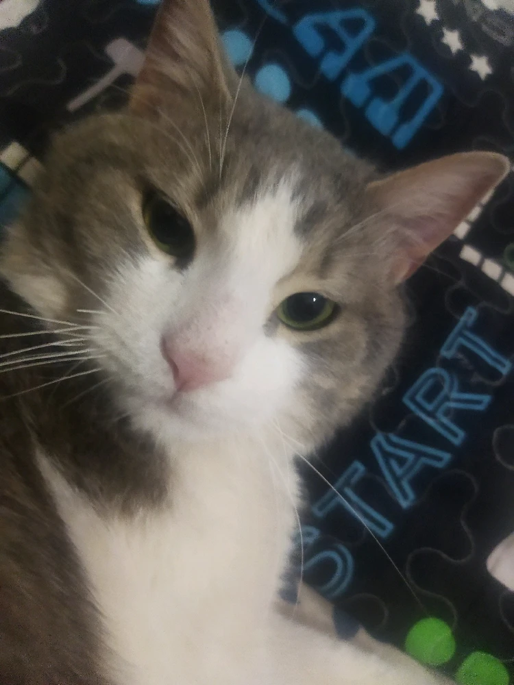 GIF رفعها أمين