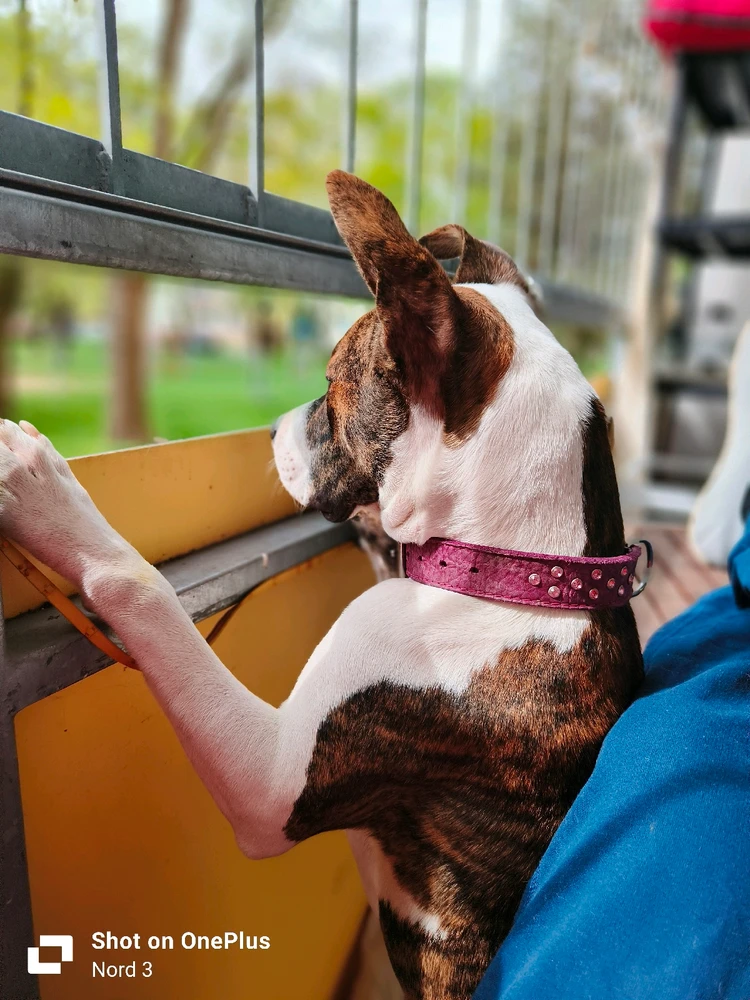 Kde sú moji šibači??? :)