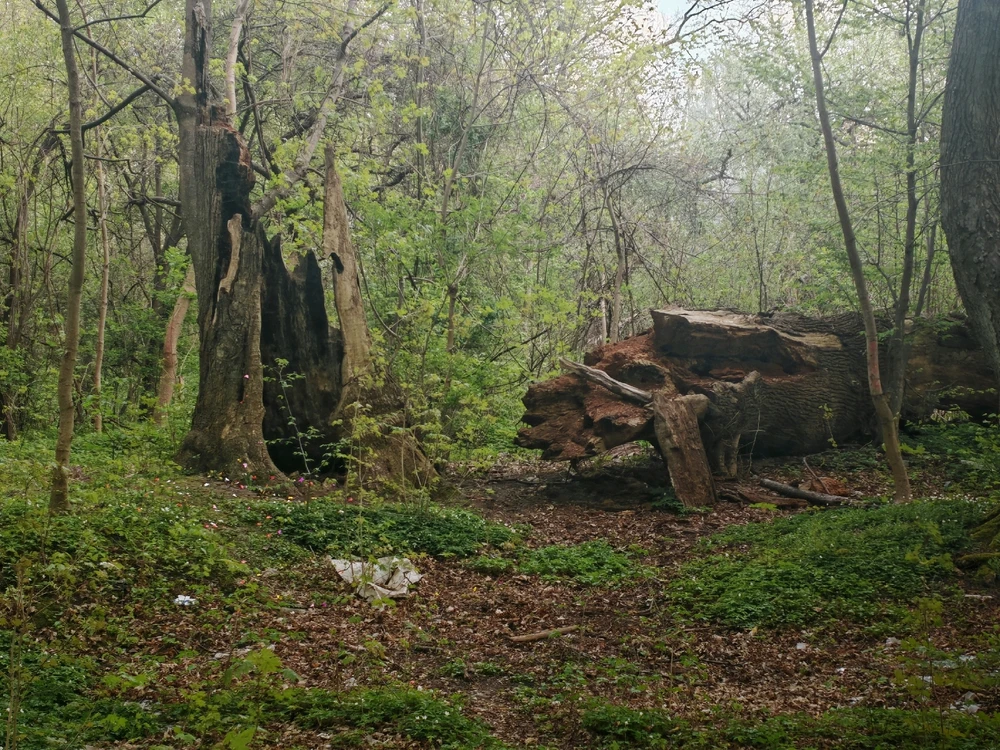 Фото загрузил Анатолий