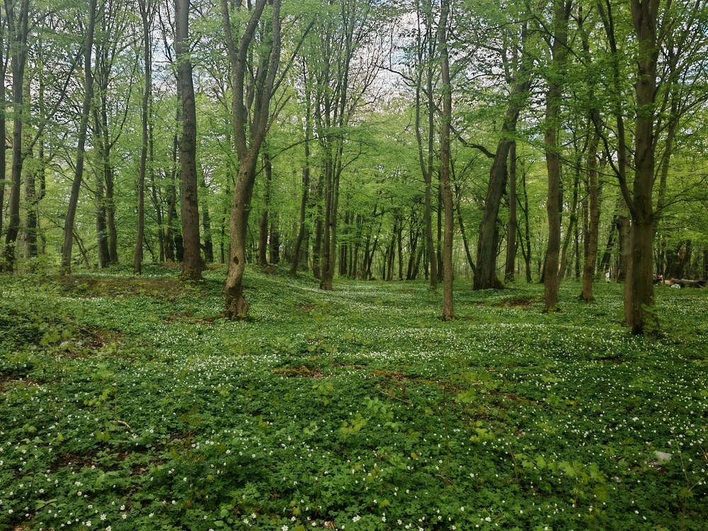 Фото загрузил Анатолий