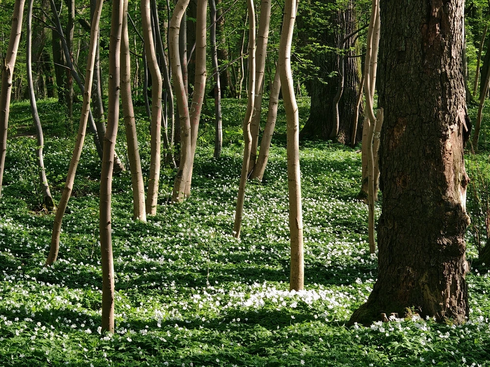 Фото загрузил Анатолий