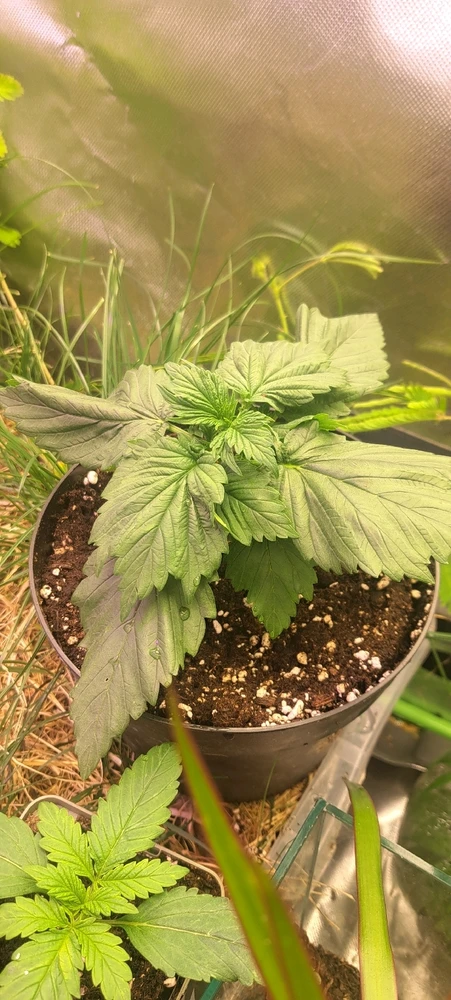 GIF hochgeladen von Luis