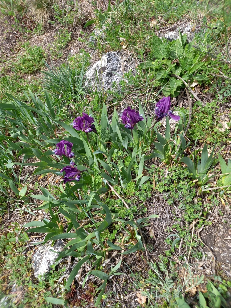 Obrázek nahrál Svatava