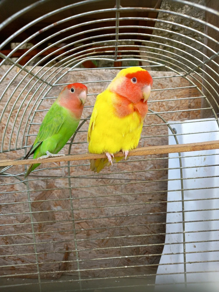 Obrázek nahrál Svatava